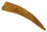 Fossil Pterosaur (Siroccopteryx) Tooth - Morocco #329027-1